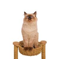 A kitten sits in a wicker basket for cats. Portrait of a cat of the Neva masquerade isolated on white. photo