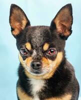 Dog on a blue background. Portrait of a tricolor chihuahua. photo