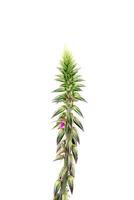 Achyranthes aspera plant photo