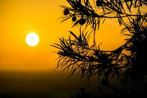 Silhouettes of leaves and sunsets. photo