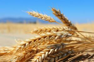 ai generado dorado trigo campo debajo un soleado verano cielo Perfecto granja antecedentes para producto colocación foto