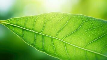 AI generated sustainable leaf eco background photo