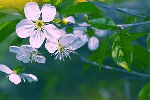 Blossoming branch cherry. Bright colorful spring flowers photo