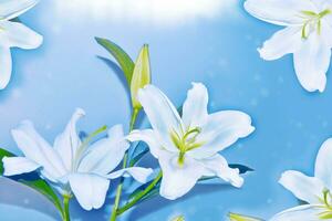 Greeting card. Beautiful spring flower white lily closeup on a light background. photo