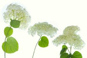 Hydrangea flower isolated on white background. Composition. photo