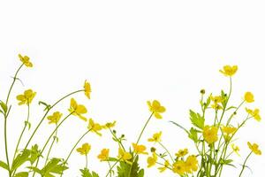 Yellow wildflowers buttercup isolated on white background. photo