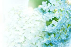 Delicate natural floral background. Hydrangea flowers in nature closeup with soft focus. photo