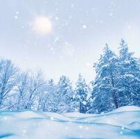 Landscape. Frozen winter forest with snow covered trees. photo