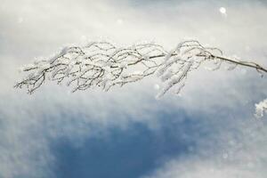 Blurred frozen grass. Winter abstract background. Landscape. photo