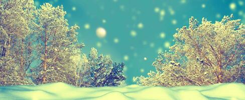 Landscape. Frozen winter forest with snow covered trees. photo