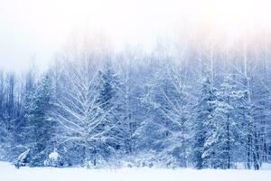 paisaje. bosque de invierno congelado con árboles cubiertos de nieve. foto