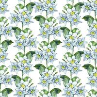 Daffodil Eucharis blossom seamless pattern. Hand drawn narcissus flowers. Soft floral for natural or romantic design, fabric, wrapping, paper dishes prints. photo