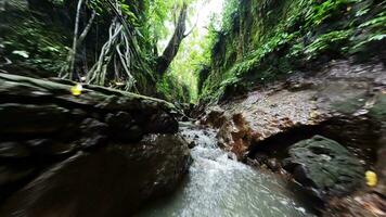 flight through a gorge in the rainforest video