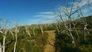 muerto bosque en Australia en soleado clima. fpv zumbido video. video