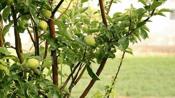 Pomme arbre branche avec pommes, après le pluie en plein air video