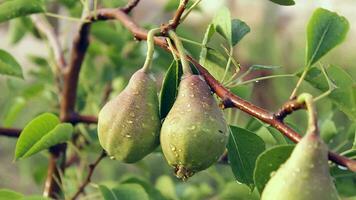 une branche de une poire avec des fruits, après le pluie en plein air, avec une fermer video