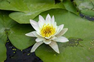 Beautiful white-yellow water lily or lotus flower. photo