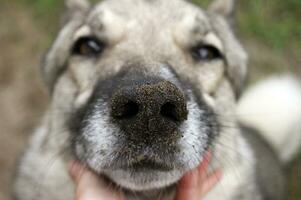 West siberian grey Laika with dirty nose. Selective focus on nose, Shallow depth of field. photo
