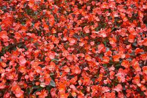 Begonia bush with red and white petals and a yellow center on a bush with dark green leaves. photo
