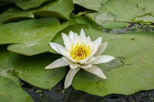 hermosa blanco amarillo agua lirio o loto flor. foto