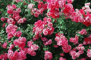 Beautiful fresh pink roses bush in nature. photo
