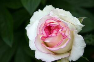 Beautiful white-pink rose in the garden. photo