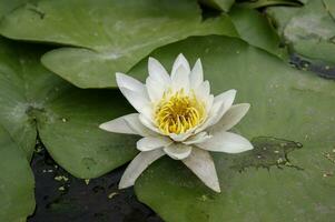 Beautiful white-yellow water lily or lotus flower. photo