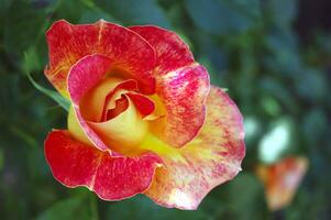 Beautiful yellow-red rose in the garden. photo