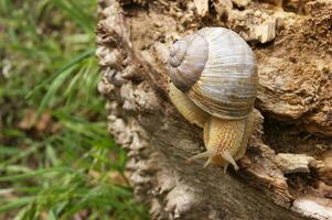 An ordinary in shell garden snail crawling on a stump. photo