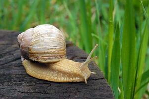 un ordinario en cáscara jardín caracol gateando en un tocón. foto