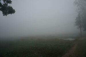 el humedecido serrín condiciones en el Mañana. niebla sendero en el pueblo Mañana niebla. foto