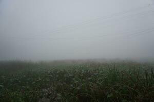 el humedecido serrín condiciones en el Mañana. niebla sendero en el pueblo Mañana niebla. foto
