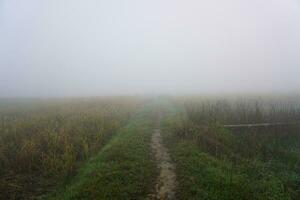 The moistened sawdust conditions in the morning. fog trail in the village morning fog. photo