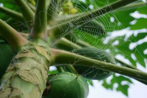 Delicious green raw papayas hanging on papaya tree background. photo