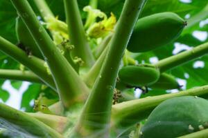 Delicious green raw papayas hanging on papaya tree background. photo