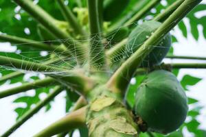 Delicious green raw papayas hanging on papaya tree background. photo