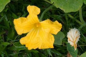 beautiful blooming pumpkin flower in vegetable farm. photo