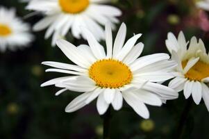 Chamomile flower blooming on a background of blurry flowers of chamomile. photo