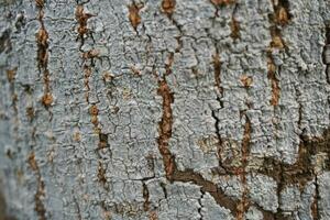 detalle de el ladrar de un árbol texturas y arañazos en el antecedentes. foto