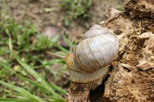 An ordinary in shell garden snail crawling on a stump. photo