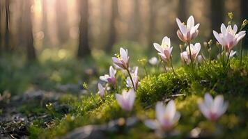 ai genererad springtime lugn pastell krokus blooms video