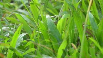 macro di rugiada acqua gocce di fresco verde erba. mattina bagnato verde erba con rugiada prato sfondo. video