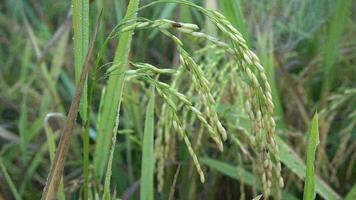 a verde e amarelo orelhas do arroz grãos antes colheita arroz Campos dentro Bangladesh. video