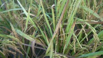 a verde e amarelo orelhas do arroz grãos antes colheita arroz Campos dentro Bangladesh. video