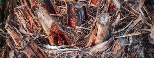 Closeup view texture of coconut tree photo. Nature photography background. Cracked bark of old tropical palm tree. photo