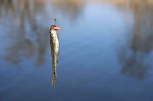 Close up single little gudgeon fish on hook against lake photo