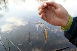 The hands of a young guy holding one small perch fish on a hook against the lake. photo