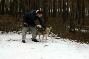 siberiano fornido mirando para encontró un abandonado pistola en el bosque. foto