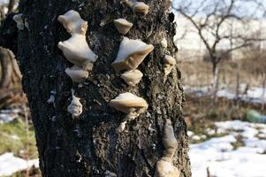 Unedged mushrooms growing on a tree trunk. photo