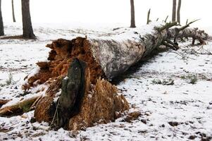 Fallen pine tree with splintered trunk in coniferous forest. photo